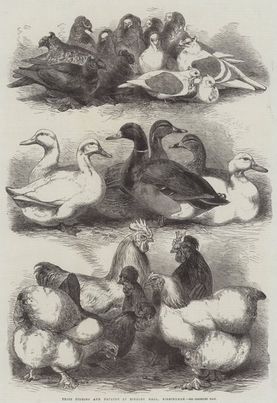 賞鳩と家禽、バーミンガム、Bingley Hall 作： Harrison William Weir