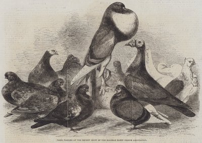ハリファックスファンシーピジョンアソシエーションの最近のショーで賞鳩 作： Harrison William Weir