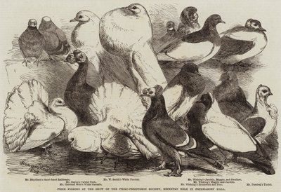 最近フリーメーソンズホールで開催されたフィロペリステロン協会のショーでの賞鳩 作： Harrison William Weir