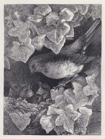 父に説かれるロビン（版画 作： Harrison William Weir