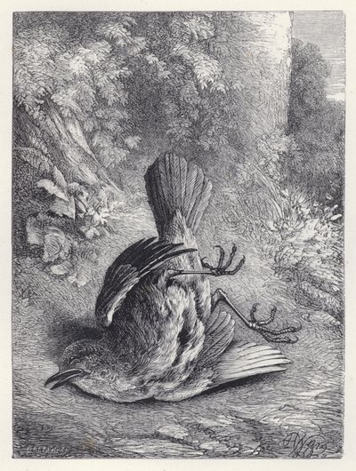 落下して呆然とするロビン（彫刻 作： Harrison William Weir