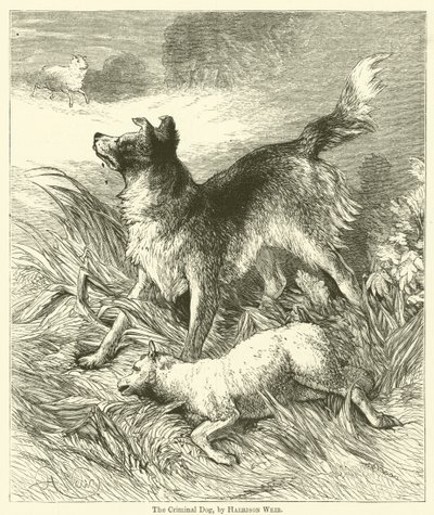 犯罪犬 作： Harrison William Weir