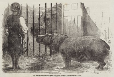 動物学協会の庭、リージェンツパークでの女性のカバ 作： Harrison William Weir