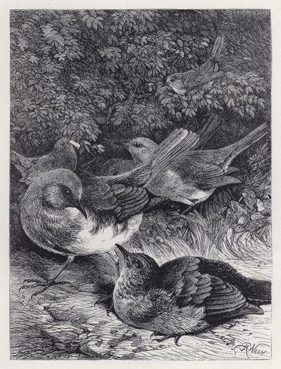 貪欲な若きロビン（版画 作： Harrison William Weir
