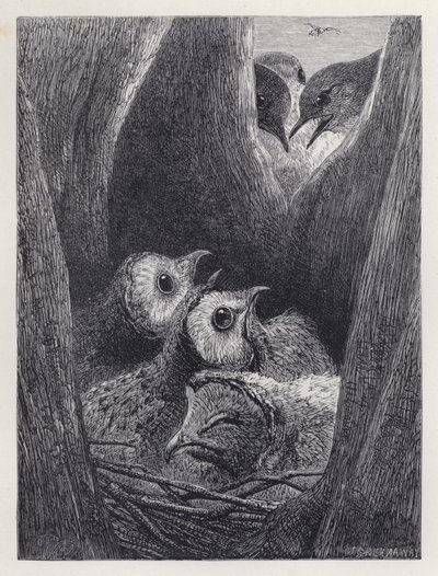 フクロウの子供の巣（彫刻 作： Harrison William Weir