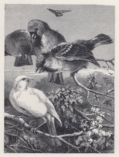 迫害されたカナリア(版画) 作： Harrison William Weir