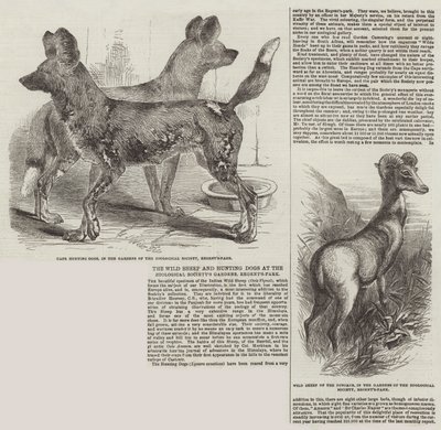 動物学協会の庭園、リージェンツパークでの野生の羊と狩猟犬 作： Harrison William Weir
