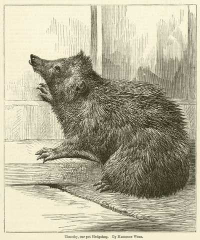 ペットのハリネズミ、ティモシー 作： Harrison William Weir