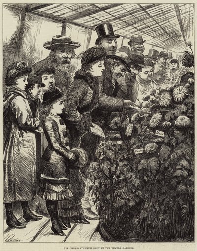 テンプルガーデンの菊ショー 作： Harry Furniss