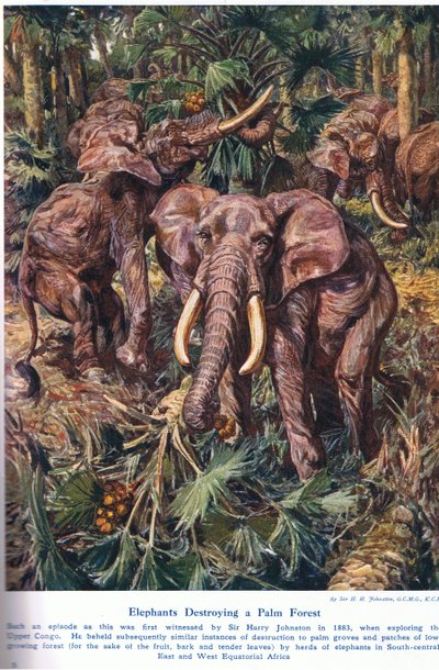 ヤシの森を破壊する象、「陸と海の不思議」のイラスト、ロンドン、カッセル発行、1914年 作： Harry Hamilton Johnston