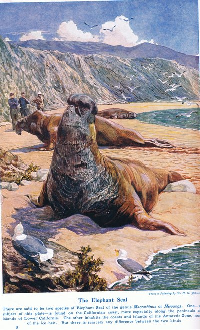 象のアザラシ、「陸と海の不思議」のイラスト、1914年、ロンドン、カッセルから発行 作： Harry Hamilton Johnston