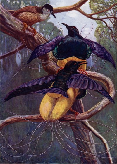 紫と金の極楽鳥 作： Harry Hamilton Johnston