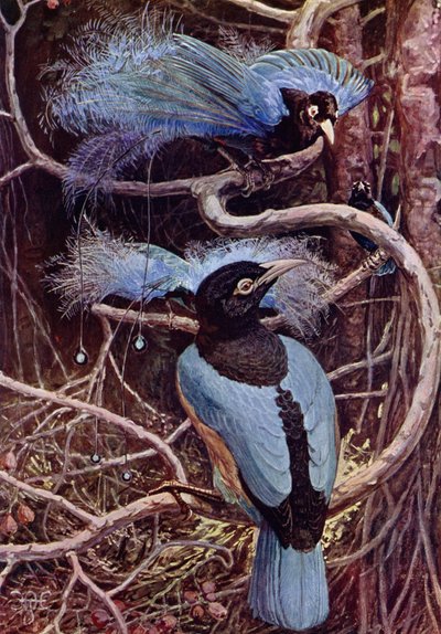 青い楽園の鳥 作： Harry Hamilton after Johnston