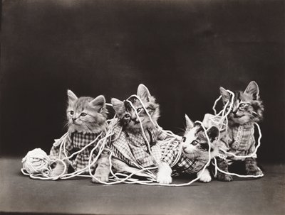 子猫シリーズ：毛糸のもつれ 1914年頃（シルバープリント） 作： Harry Whittier Frees