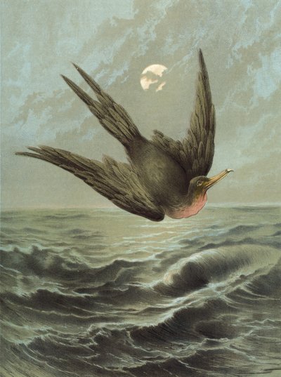 フリゲート鳥（クロモリト） 作： Hector Giacomelli