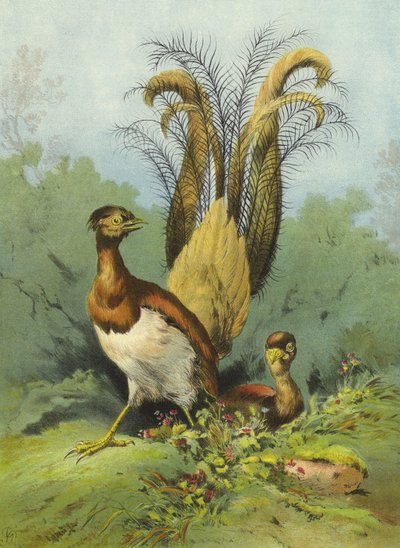 Lyre Bird（クロモリト） 作： Hector Giacomelli