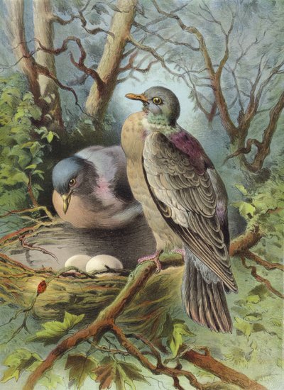 リング鳩（クロモリト） 作： Hector Giacomelli