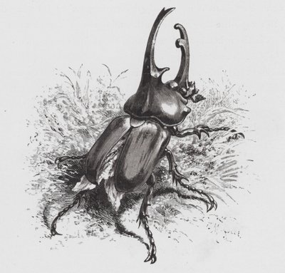 昆虫：カブトムシ（彫刻作品 作： Hector Giacomelli