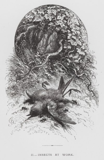 The Insect: Insects at Work (Engraving) 作： Hector Giacomelli