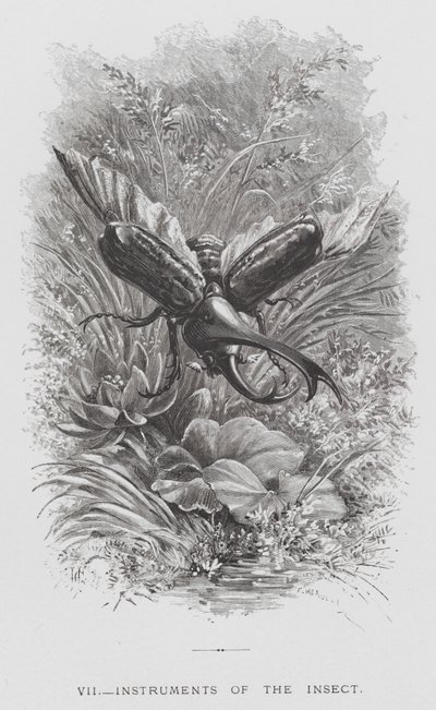 昆虫：昆虫の楽器（彫刻 作： Hector Giacomelli