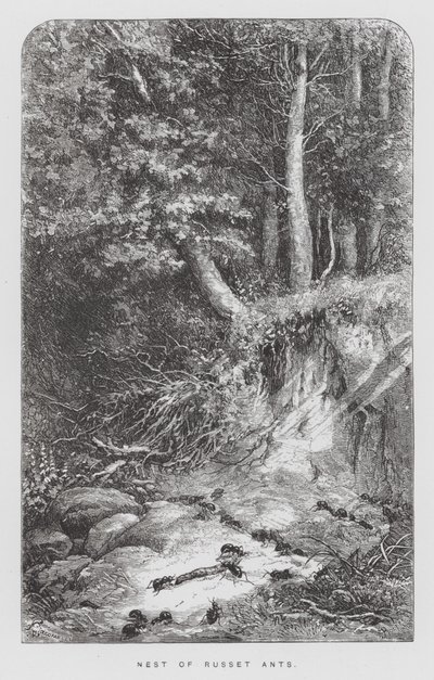 昆虫：ラセンアリの巣（彫刻 作： Hector Giacomelli