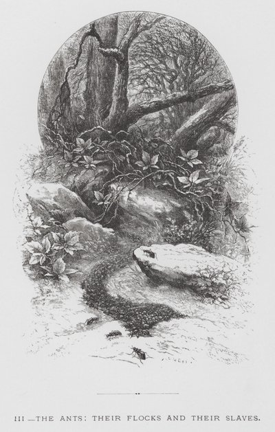 昆虫：アリとその群れ、そしてその奴隷（エングレービング 作： Hector Giacomelli