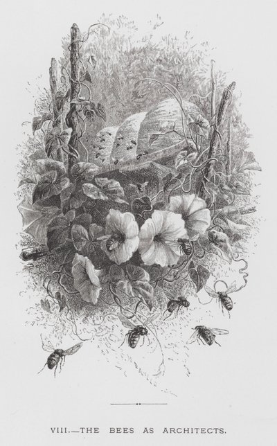 昆虫：建築家としてのミツバチ（エングレービング 作： Hector Giacomelli