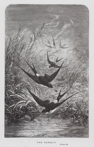 昆虫：その追求（彫刻 作： Hector Giacomelli