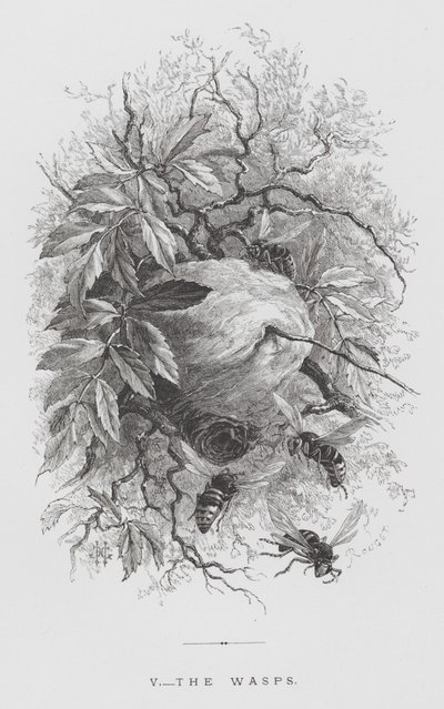 昆虫：スズメバチ（彫刻作品 作： Hector Giacomelli