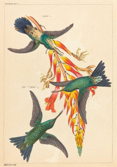 植物と 3 つのハチドリ 作： Heinrich Gottlieb Ludwig Reichenbach
