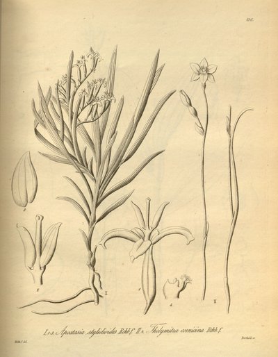 Apostasia wallichii (Apostasia stylidioides として) - Thelymitra cornicina 作： Heinrich Gustav Reichenbach