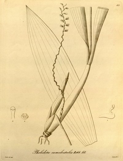 Pholidota camelostalix のイラスト 作： Heinrich Gustav Reichenbach