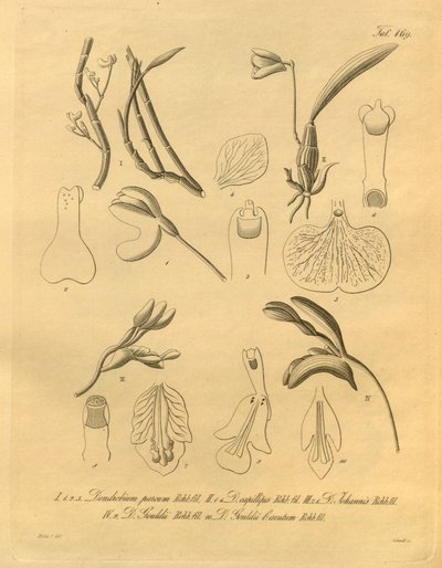 このファイルは、Biodiversity Heritage Library から取得され、biodiversitylibrary.org/page/698365 でオンラインで入手できます。 作： Heinrich Gustav Reichenbach