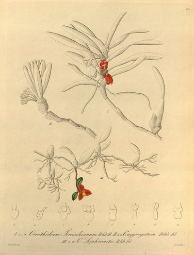 このファイルは、Biodiversity Heritage Library から取得され、biodiversitylibrary.org/page/696484 でオンラインで入手できます。 作： Heinrich Gustav Reichenbach