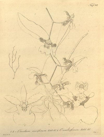 このファイルは、Biodiversity Heritage Library から取得され、biodiversitylibrary.org/page/696498 でオンラインで入手できます。 作： Heinrich Gustav Reichenbach