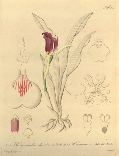 このファイルは、Biodiversity Heritage Library から取得され、biodiversitylibrary.org/page/696493 でオンラインで入手できます。 作： Heinrich Gustav Reichenbach