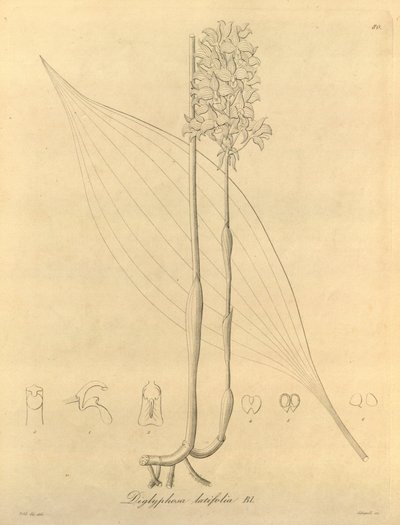 このファイルは、Biodiversity Heritage Library から取得され、biodiversitylibrary.org/page/696480 でオンラインで入手できます。 作： Heinrich Gustav Reichenbach