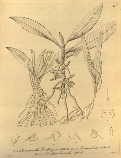 このファイルは、Biodiversity Heritage Library から取得され、biodiversitylibrary.org/page/696486 でオンラインで入手できます。 作： Heinrich Gustav Reichenbach