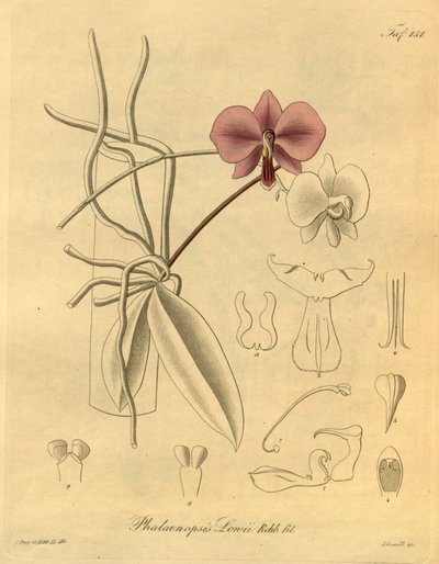 このファイルは、Biodiversity Heritage Library から取得され、biodiversitylibrary.org/page/698347 でオンラインで入手できます。 作： Heinrich Gustav Reichenbach