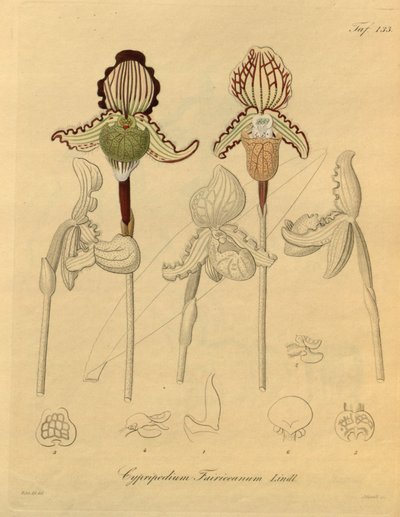 このファイルは、Biodiversity Heritage Library から取得され、biodiversitylibrary.org/page/698329 でオンラインで入手できます。 作： Heinrich Gustav Reichenbach