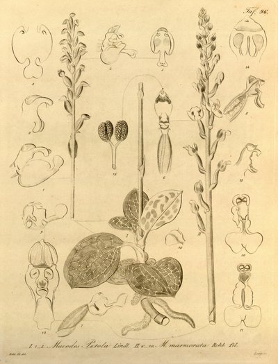 このファイルは、Biodiversity Heritage Library から取得され、biodiversitylibrary.org/page/696496 でオンラインで入手できます。 作： Heinrich Gustav Reichenbach