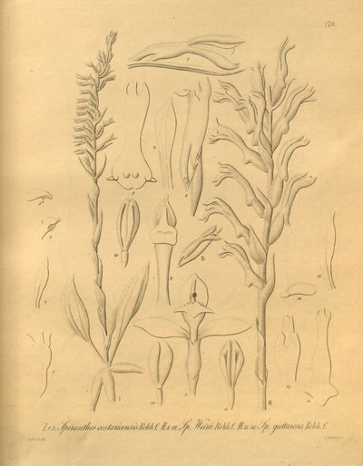 このファイルは、Biodiversity Heritage Library から取得され、biodiversitylibrary.org/page/698375 でオンラインで入手できます。 作： Heinrich Gustav Reichenbach