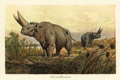 Arsinoitherium、絶滅したパエヌングラタ哺乳類の属、1908 年 (版画) 作： Heinrich Harder