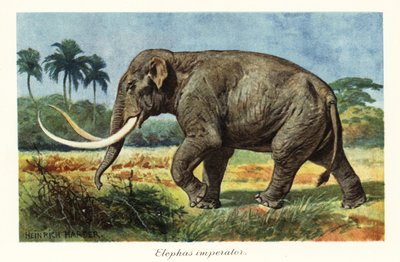 コロンビアのマンモス マンモスの絶滅種、更新世、1908 年 (版画) 作： Heinrich Harder