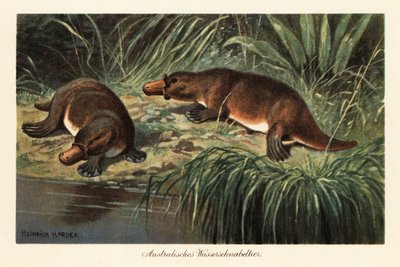 カモハシカモノハシ、Ornithorhynchus anatinus、川岸に。 作： Heinrich Harder