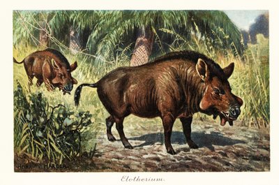 エンテロドン、エンテロドン偶蹄目動物の絶滅した属、1908 年 (版画) 作： Heinrich Harder