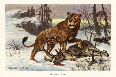 ユーラシアの洞窟ライオン、Panthera spelaea、1908 年 (版画) 作： Heinrich Harder