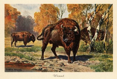 森林伐採中のヨーロッパバイソンまたはズブル。 作： Heinrich Harder