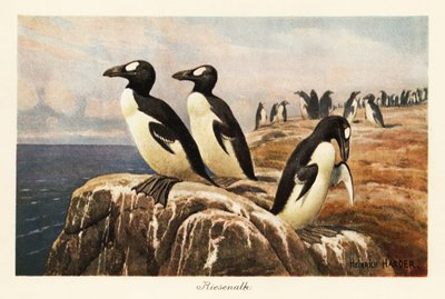 崖の端に立っている絶滅したオオウミウシ。 作： Heinrich Harder