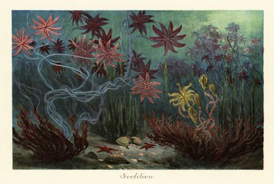 絶滅したウミユリまたはウミユリ、ウミウシ、海底、1908 年 (版画) 作： Heinrich Harder